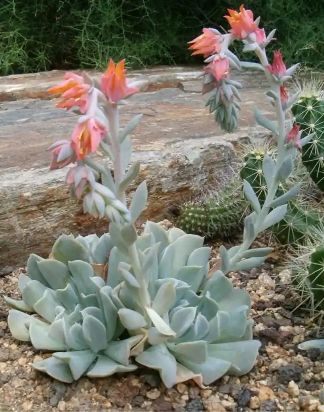 Эчеверия (Echeveria)