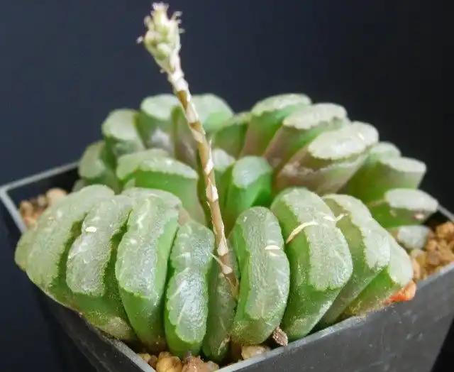 Хавортия (Haworthia)