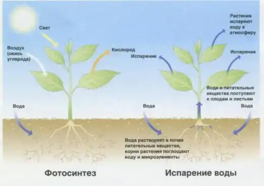 Кімнатні садові рослини.
