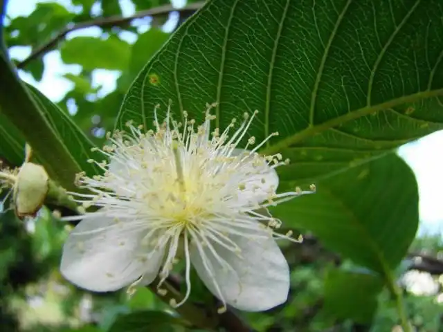 Гуава (Psidium guajava)