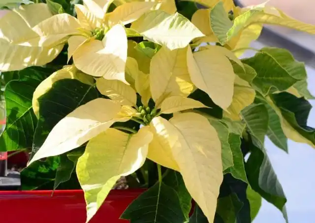 Молочай красивейший имеет множество сортов