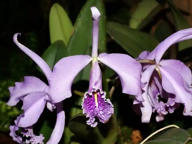 Каттлея (Cattleya)