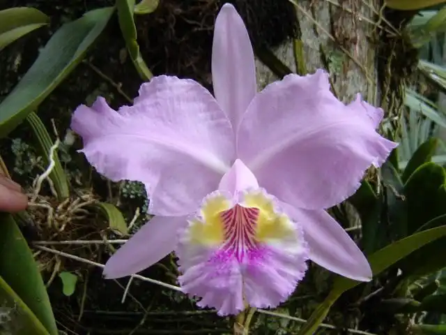 Каттлея (Cattleya)