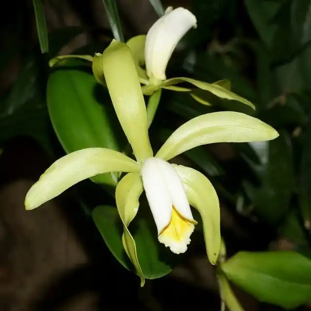 Каттлея (Cattleya)