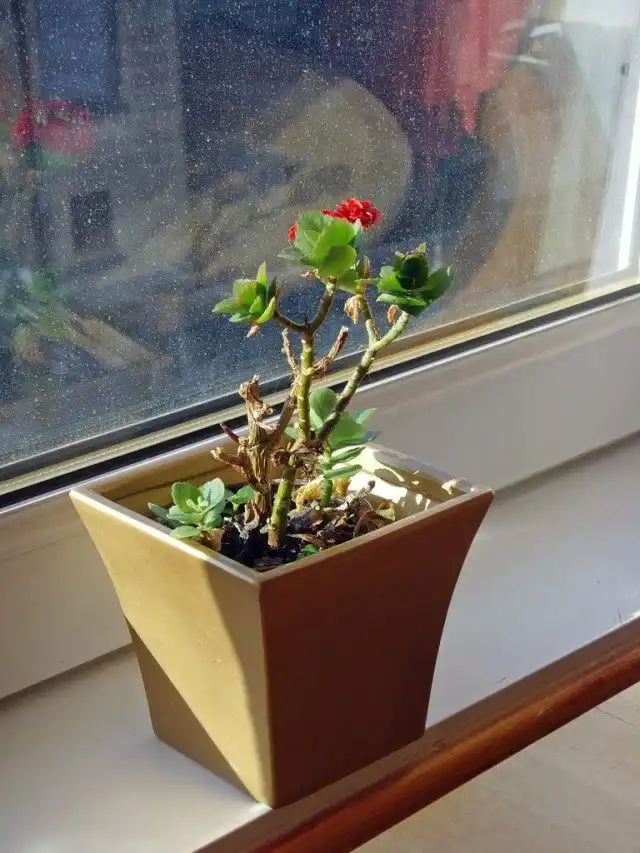 Растение на подоконнике