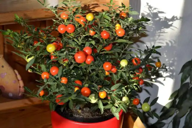 Кораловий кущ, або Пасльон