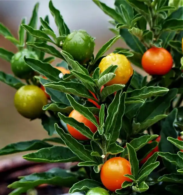 Паслен ложноперечный (Solanum pseudocapsicum)