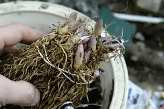 Корневища ландыша для выгонки