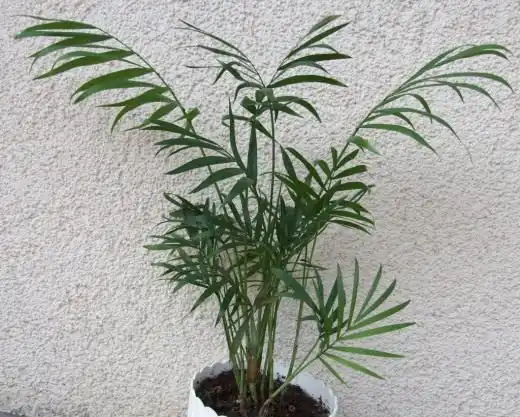 Хамедорея (Chamaedorea)