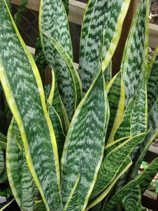 Сансевиера трехполосная (Sansevieria trifasciata)