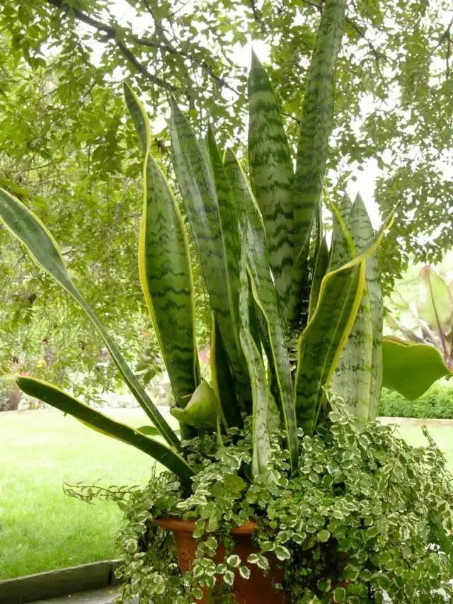 Сансевиера трехполосная (Sansevieria trifasciata)