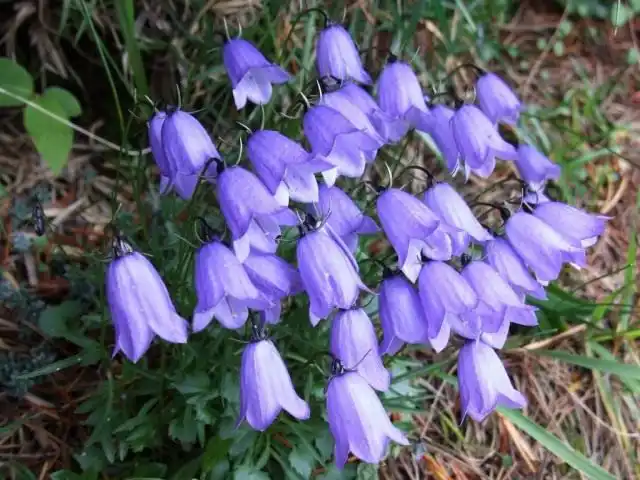 Колокольчик (Campanula)