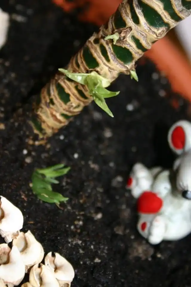 Драцена (Dracaena)