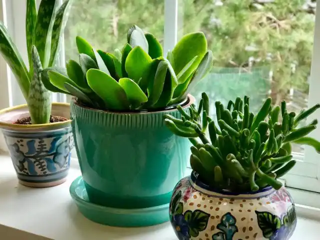 Цветы на подоконнике