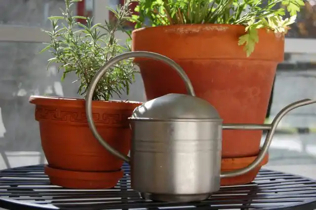 Цветок, предназначенный для пересадки, не поливаю 3-4 дня