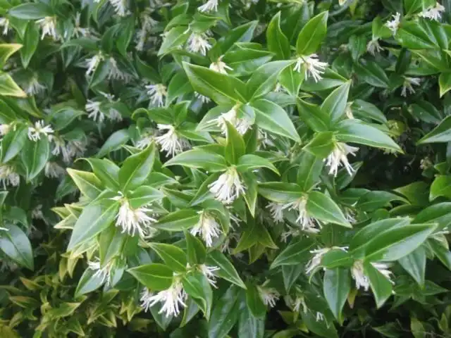 Саркококка низкая (Sarcococca humilis)
