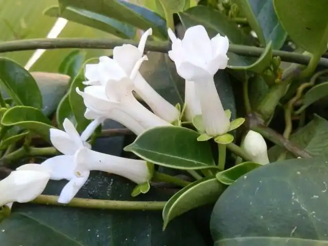 Стефанотис обильноцветущий (Stephanotis floribunda)