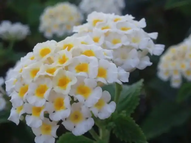 Лантана камара (West Indian Lantana)