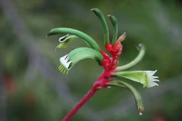 Анигозантос Менглза (Anigozanthos manglesii)