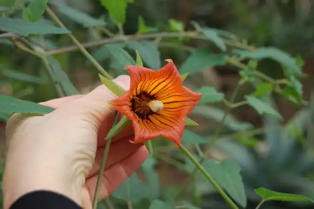 С середины до конца лета ищите канарину в специализированных магазинах и питомниках