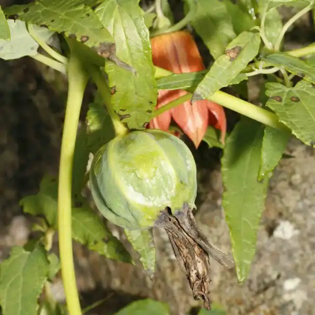 Плод канарины канарской