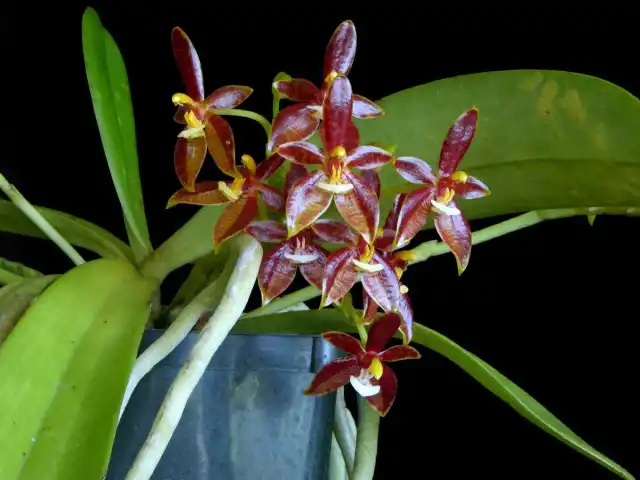 Фаленопсис оленерогий (Phalaenopsis cornu-cervi)