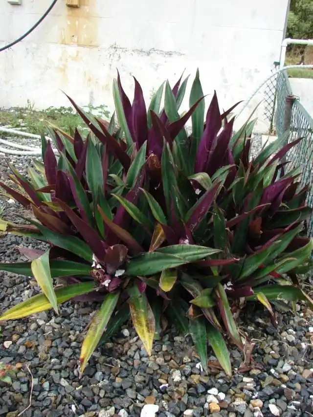 Традескaнция покрывaльчатая (Tradescantia spathacea), ранее Рэо покрывальчатая (Rhoeo spathacea), Рэо разноцветная (Rhoeo discolor)
