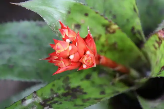 Эхмея Орланда (Aechmea orlandiana)