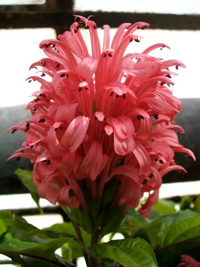 Якобиния ярко-красная (Jacobinia coccinea)