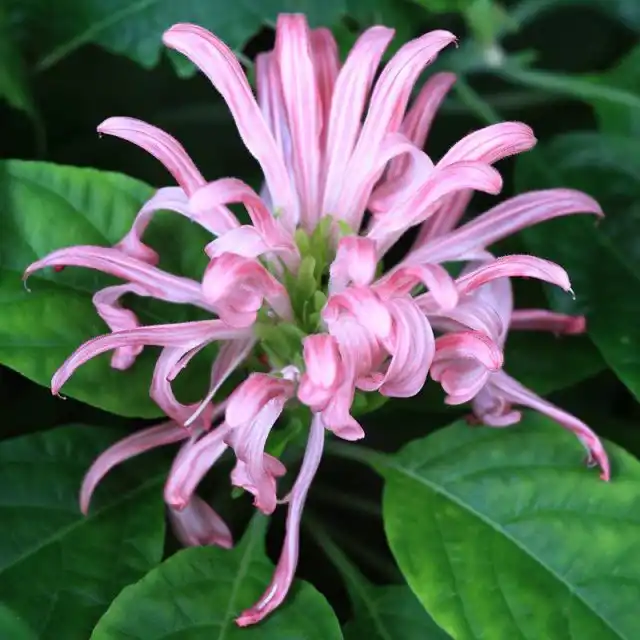 Якобиния телесная (Jacobinia carnea)