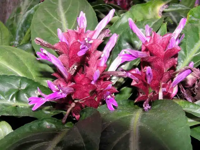 Якобиния Поля (Jacobinia pohliana)