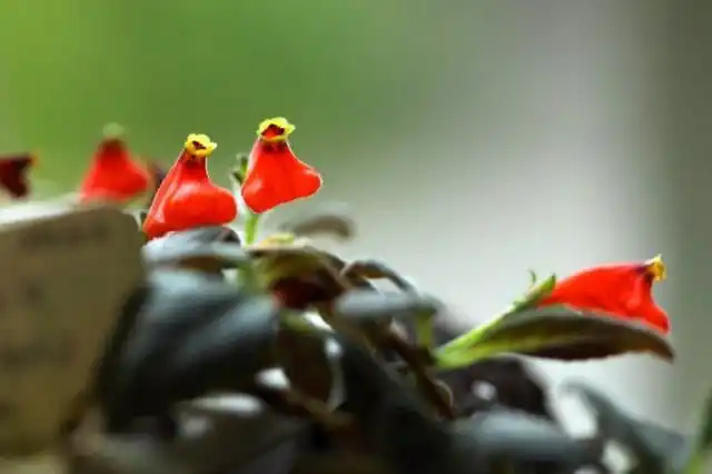 Неомортония монетолистная (Neomortonia nummularia), или Гипоцирта монетолистная (Hypocyrta nummularia)