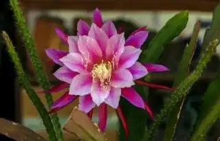 Эпифиллум (Epiphyllum)