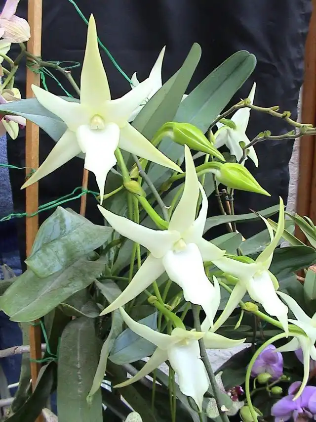 Ангрекум полуторафутовый (Angraecum sesquipedale)
