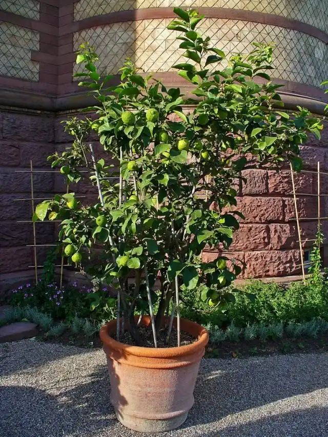 Лимон (Cítrus límon)