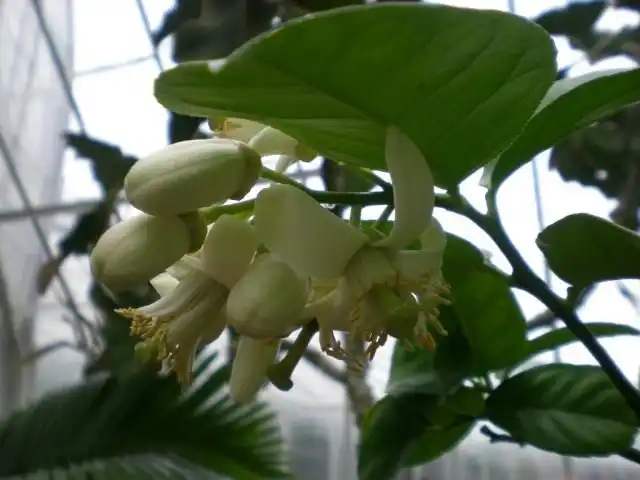 Лимон (Cítrus límon)