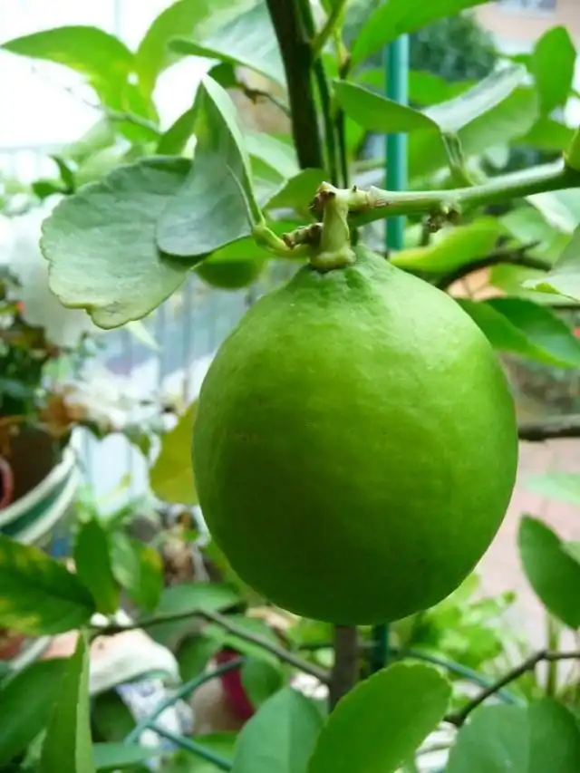 Лимон (Cítrus límon)