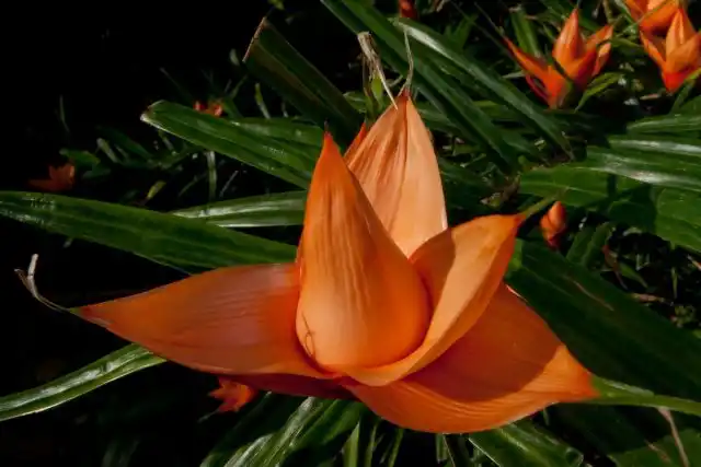 Фрейсинетия Куминга (Freycinetia cumingiana Gaudich)