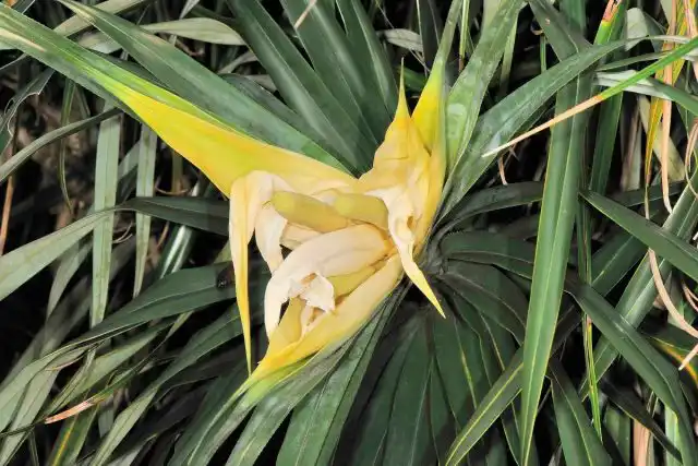 Фрейсинетия (Freycinetia formosana Hemsl)