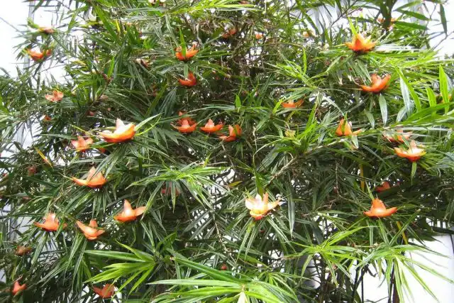 Фрейсинетия (Freycinetia)