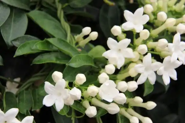 Стефанотис