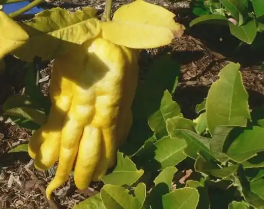 Цитрон пальцы Будды (Buddha's Hand citron)