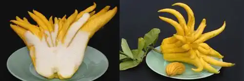 Цитрон пальцы Будды (Buddha's Hand citron)