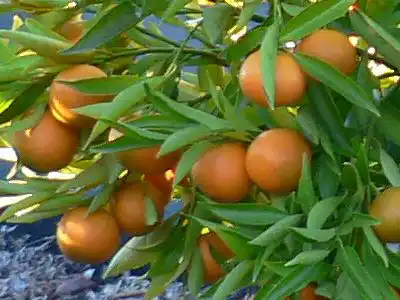 Чиронья (Chironja)