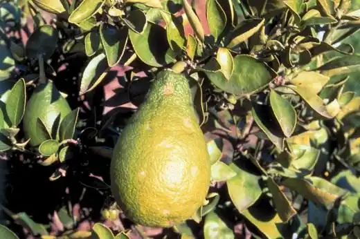 Цитранжкват (Citrangequat)