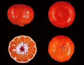 Танжерин Дэнси (Dancy Tangerine)