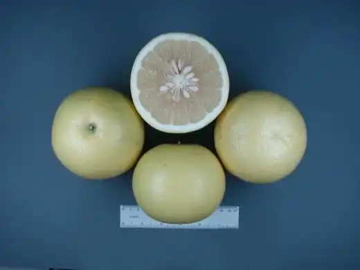 Грейпфрут Duncan (Duncan Grapefruit)