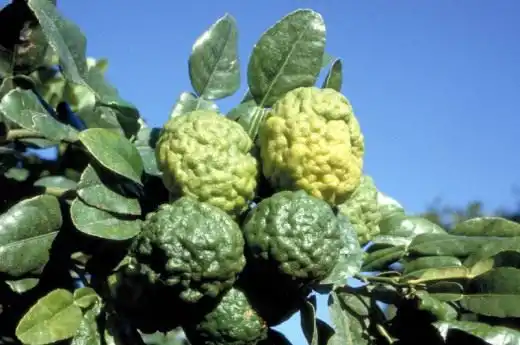 Кафир лайм (Kaffir lime)