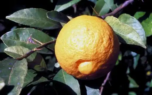 Индийский лайм (Lime douce india)