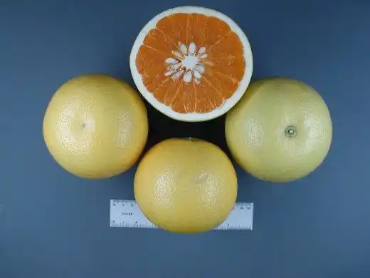 Новозеландский грейпфрут (New Zealand Grapefruit)